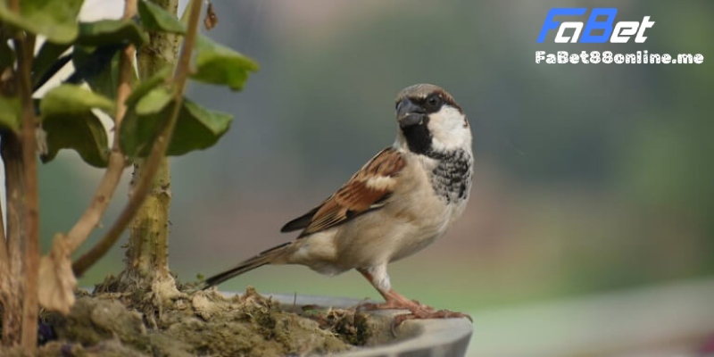 mơ thấy chim sẻ đánh số gì